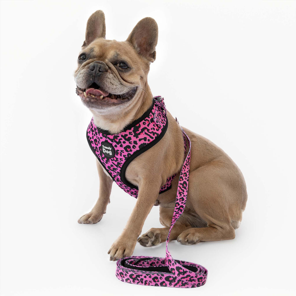 Pettorina Trendy Dog® Leopardata Personalizzabile con nome, fino a 3 –  Trendy Dog italy